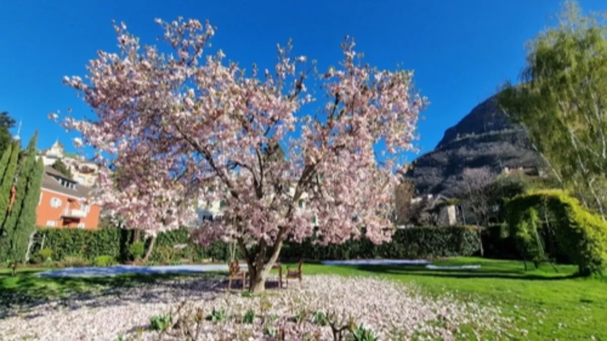 Kraljica proleća se sadi u aprilu: Magnolija će cvetati u punoj raskoši ako je ovako negujete