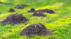 Krtice ne podnose ovaj miris: Jednu stvar stavite u rupu - ima da beže odmah!