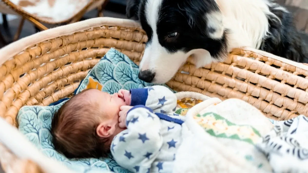 Pas ili mačka: Šta je bolji izbor ako imate dete