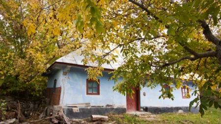 Naši stari nikada nisu sadili ovo drvo blizu kuće: Verovali su da navlači veliko zlo
