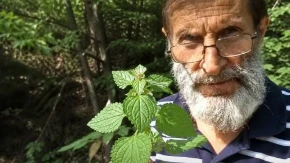 Zaboravljena biljka sa Stare planine: Jača organizam i vraća energiju - travar otkriva sve
