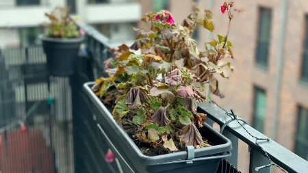 Uvelo cveće oživim za 2 dana! Poprskam ga rastvorom koji sama pravim