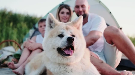 Najbolji su za porodicu, najbolji čuvari dece: Koji psi su dobri za kuću, pored njih vam niko ne može ništa