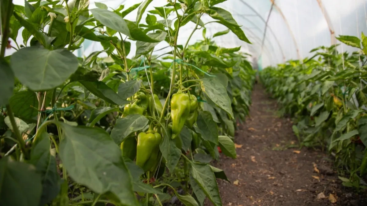 Ma ni u ludilu nemoj ih stavljajte pored: Paprika ne može da ih smisli ove biljke pored nje, tu ih ne sadite