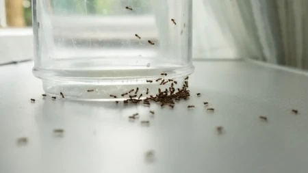 Mravi vam šetaju po kupatilu, sudoperi: Domaćice se kunu u ovaj trik od 100 dinara - zauvek ćete ih se rešiti!