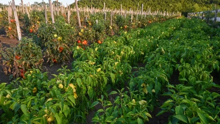 Kako spasiti baštu od paklenih temperatura? Kada počnu da venu, gotovo je, morate odmah uraditi ovo