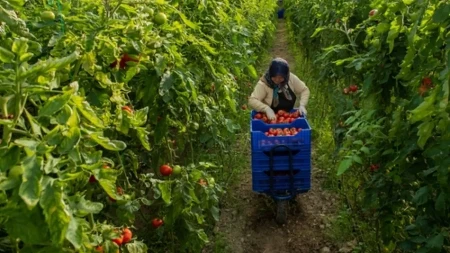 Ovako Turci zalivaju paradajz i zato im rađa kao lud: Plodovi budu krupni, puni soka i mnogo slađi