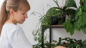 Posula je ovaj začin u saksije i za samo 5 dana biljke su procvetale: Čuva koren od buđi, gljivica i truljenja