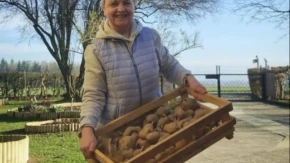 Ovakav krompir ni slučajno ne jedite: Može da dovede do trovanja