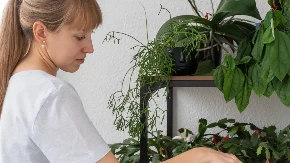 Zalivajte biljke na ovaj način i ojačajte im koren: Dobro je i protiv komaraca
