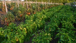 Paradajz i paprika mi rađaju kao ludi! Posadim pored ovu biljku, čuva bolje od pesticida!
