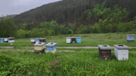 Matična mleč, najsavršenija namirnica: Čuva srce, mozak i imunitet, a ovako se koristi