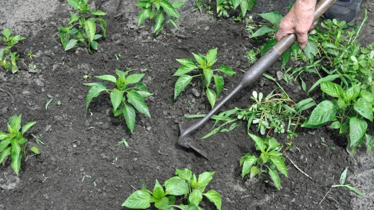 Kako i kada se okopava paprika? Ako pogodite vreme, ima da rađaju kao lude