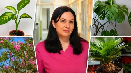 Ove biljke mnogi drže u dnevnoj sobi, a mogu da ugroze dete: Doktorka upozorava roditelje