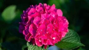 Hortenzije će uvek biti pink boje: Baštovan otkrio tajnu koja čuva jarku nijansu