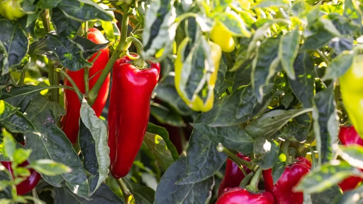Ni masne, ni gnjecave, mesnate, sočne: Kako se prži crvena šilja paprika?