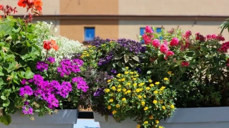 Najbolje biljke za sunčan balkon: Cvetaju celo leto i trpe vrućinu