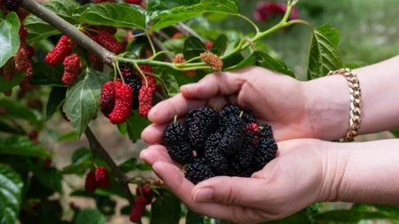 Dud je pravo blago leta: Čuva srce, diže gvožđe i topi kilograme, ali evo ko ne sme da ga jede