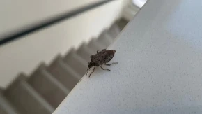 Smrdibube vam ulaze u kuću? Nikako ih ne gnječite – evo kako da ih se rešite bez smrada