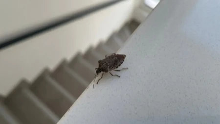 Smrdibube vam ulaze u kuću? Nikako ih ne gnječite – evo kako da ih se rešite bez smrada