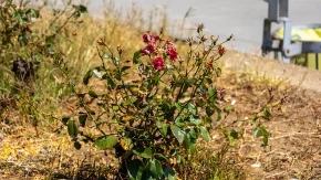 Jedna greška uništava ruže leti: Cvetovi se suše, a biljka propada za samo par dana