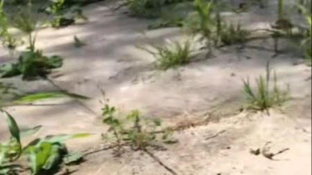 Sipao sam ovo po korovu i već sutradan ga nije bilo: Baštovan otkrio trik koji ne košta ništa