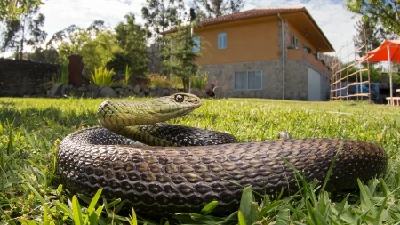 Kako oterati zmije iz dvorišta? Stavite ovo oko kuće, obilaziće je u širokom luku!