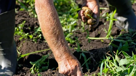 Kada vaditi krompir u julu: Ne gledajte u kalendar, već u biljku