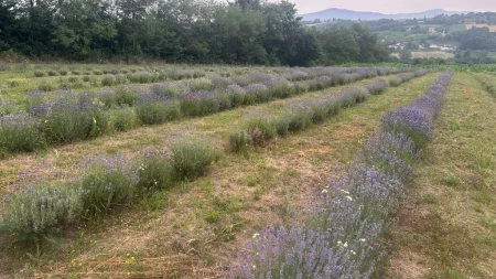 Lavanda vam je stala i više ne cveta? Poprskajte je ovim i opet će raskošno mirisati do kraja leta