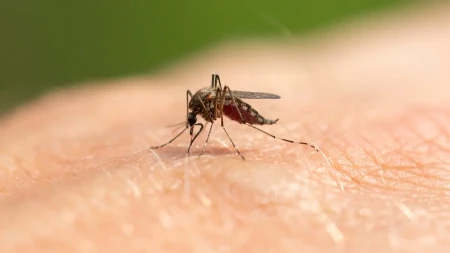 Kako oterati ove napasti? Evo rešenja! Komarci beže od ovoga kao đavo od krsta