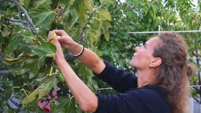 Svi beru smokve, a najveće blago bacaju: Evo šta krije njeno lišće