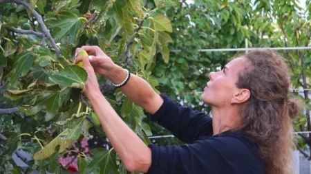 Svi beru smokve, a najveće blago bacaju: Evo šta krije njeno lišće