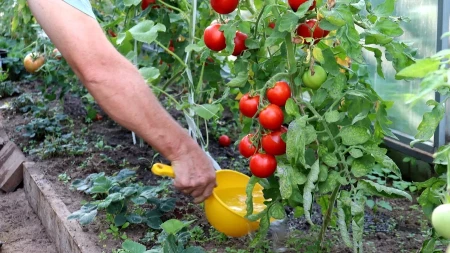 Baštovani ovih dana prskaju povrće mlekom: Kada čujete zašto, odmah ćete to uraditi