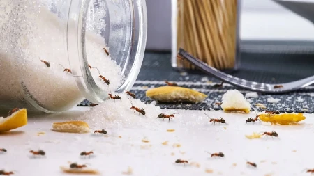 Mravi beže iz kuće kao opareni! Ovo košta 20 dinara, a spasiće vas napasti