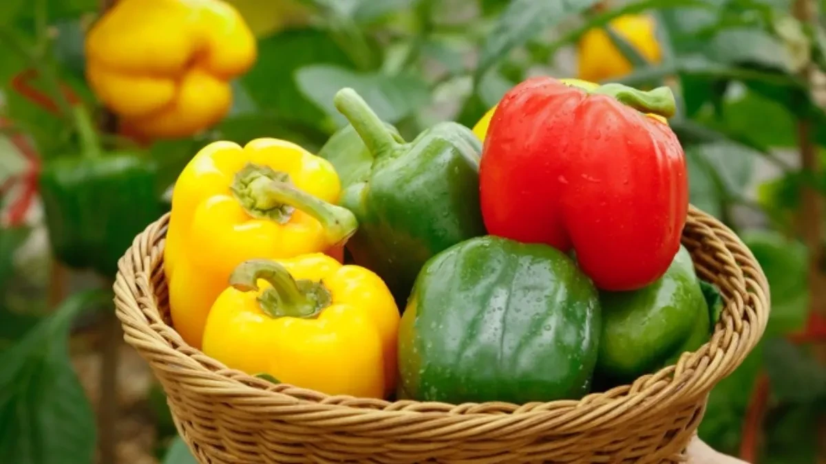 Zelena, žuta ili crvena? Samo jedna paprika je prava vitaminska bomba, a ovu stomak najteže podnosi
