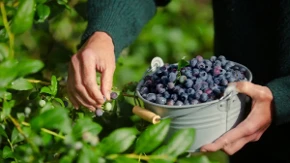 Organske borovnice - Da ili ne? Evo isplati li se davati pare na ovo voće puno vitamina
