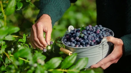 Organske borovnice - Da ili ne? Evo isplati li se davati pare na ovo voće puno vitamina