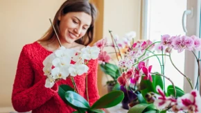 Orhideja mi cveta cele godine! Obožava đubrivo koje sama pravim, dajem vam recept