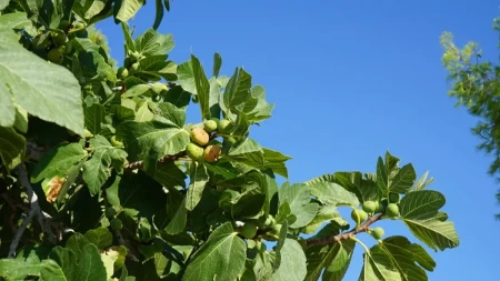 Ma kakvi, ni u ludilu: Zašto vegani ne jedu smokve?