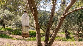 Jedna plastična flaša rešava problem komaraca: Genijalna zamka koju svako može da napravi