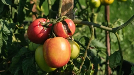 Sunce ga sprži za nekoliko dana: Ovako ćete zaštititi paradajz tokom najvećih vrućina
