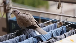 Golubovi će obilaziti vašu terasu i dvorište: Posadite ovo cveće i neće dolaziti