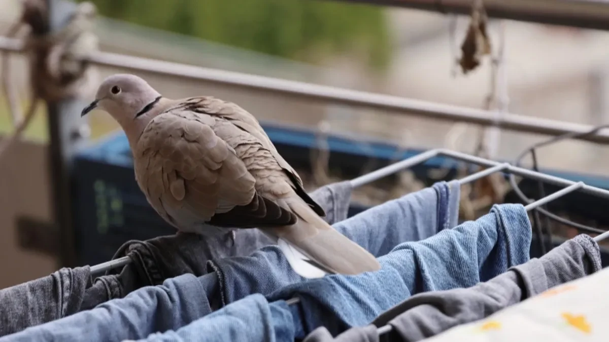 Golubovi će obilaziti vašu terasu i dvorište: Posadite ovo cveće i neće dolaziti